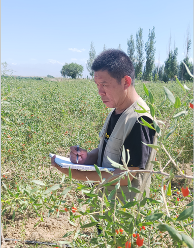 彭强院长在枸杞种植基地写生.png